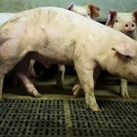 China pork producers surge as swine disease cuts supply