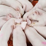 EU Pig Prices: Price Decline Slows