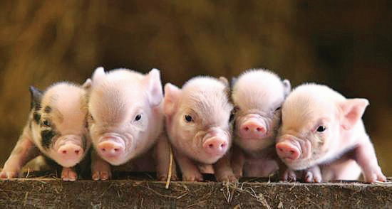 China pork producers surge as swine disease cuts supply