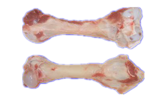 Femur Bones