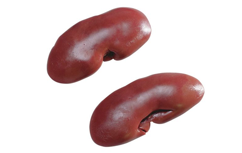 Kidney